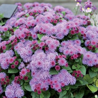 7406 Агератум Ariella Violet (Весна 2026)
