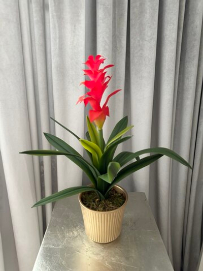 Гузмания красная в золотом кашпо, в-47 см