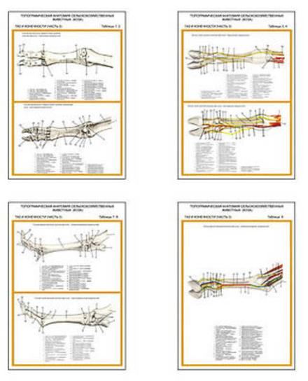 Плакаты ПРОФТЕХ "Топограф. анатомия. Коза. Таз и конеч." (5 пл, винил, 70х100)
