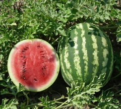 Страйк F1 семена арбуза (Гавриш)