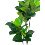 Фикус эластика зеленый 130 см.