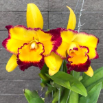 Орхидея ринхолелиокаттлея RLC. LINKIN LOVE MIKE