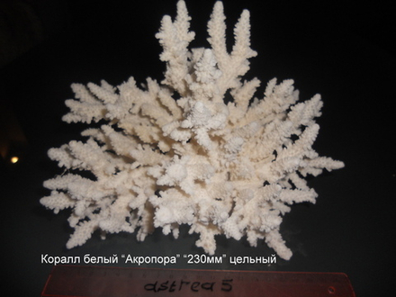 Коралл белый "Акропора""220-230мм" Цельный