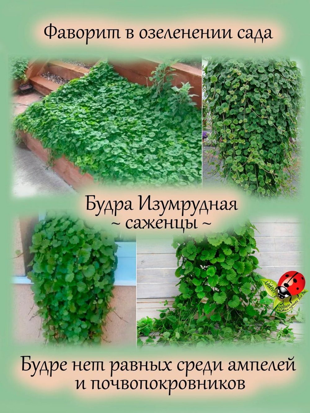 Будра Изумрудная плющевидная почвопокровная многолетник