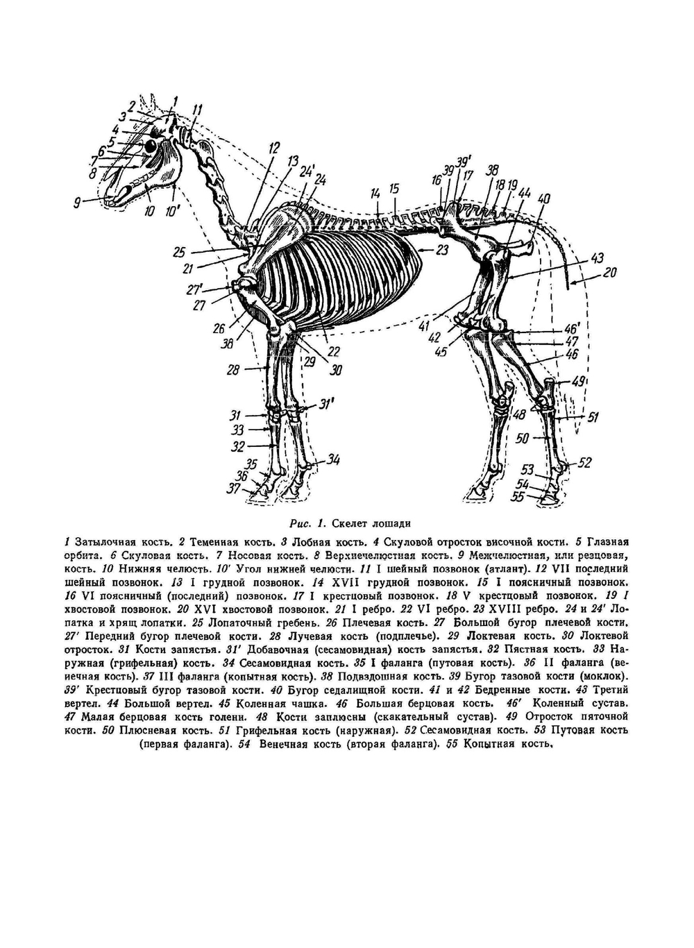Как рисовать лошадь | А. Лаптев