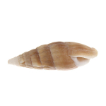 Ракушки декоративные «Глубокое море» 100гр