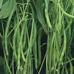 Вердигон семена фасоли (Syngenta / ALEXAGRO) культура