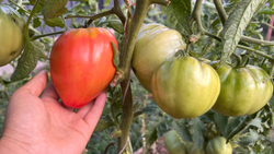 Мои лучшие семена томатов: сливки и бифы