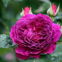 Пёпл Лодж (Purple Lodge)