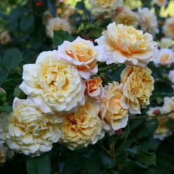 Карамелла (Caramella)