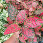 Аглаонема DAENG MONGKOL