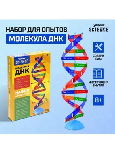 Набор для опытов «Молекула ДНК»