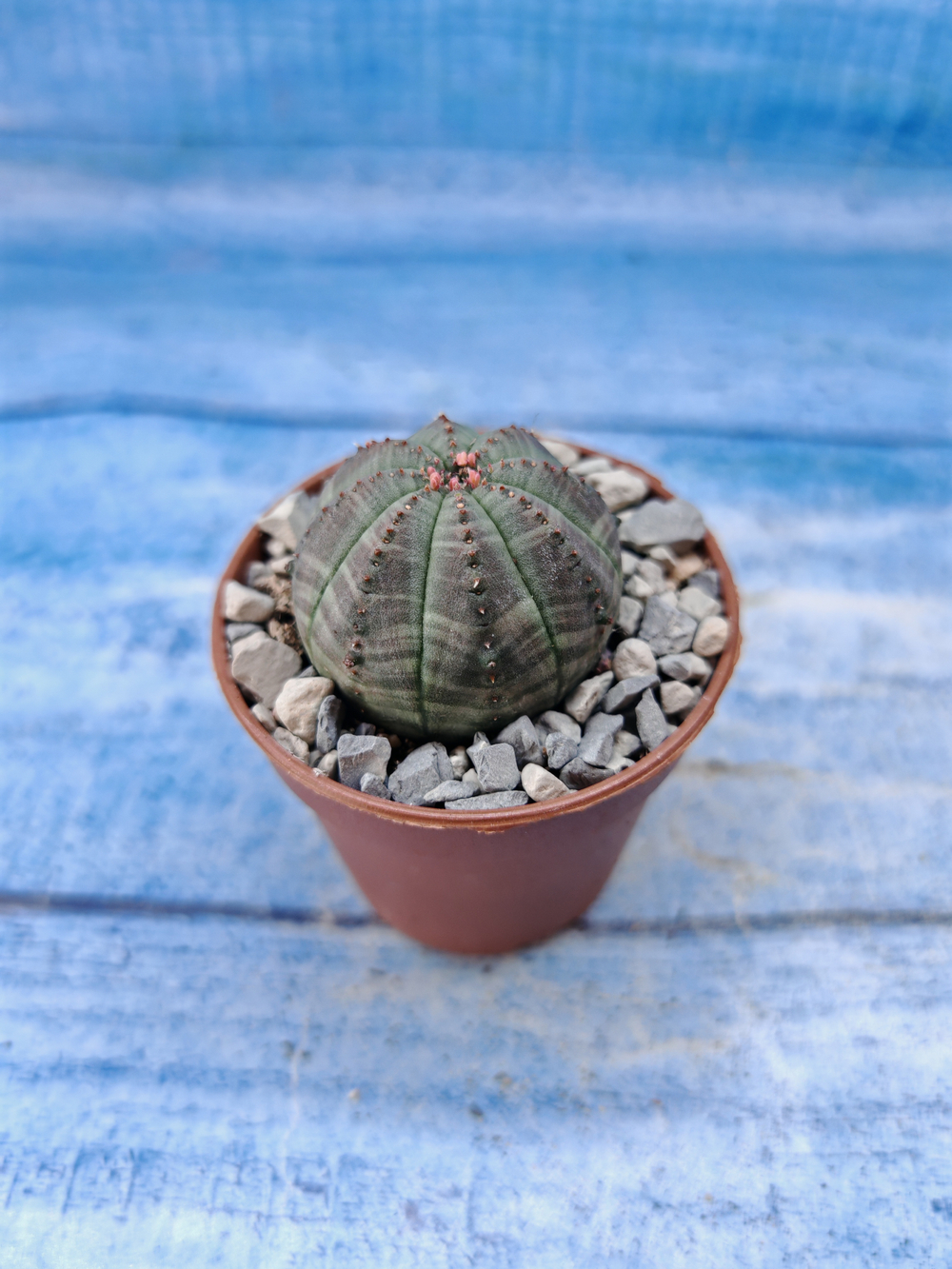 Euphorbia Obesa (Эуфорбия)