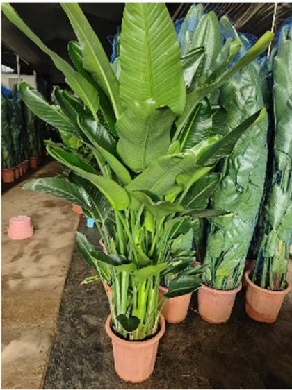 Стрелиция королевская Bird paradise д.33