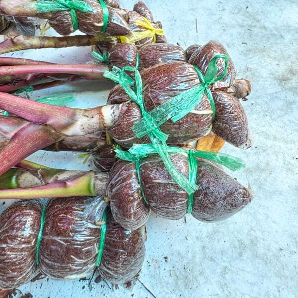 Кордилина MA PHAYOT KHEAW