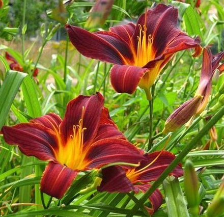 Лилейник гибридный Блэк Принс С2