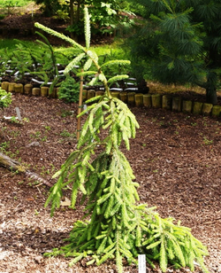 Ель обыкновенная Ротенхаус С5 20-30 см Закупка М49 весна 2026