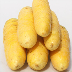 Морковь Мшак Узбекская Жёлтая