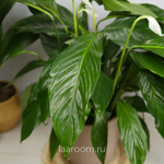 Спатифиллум Свит Лауретта 19/90