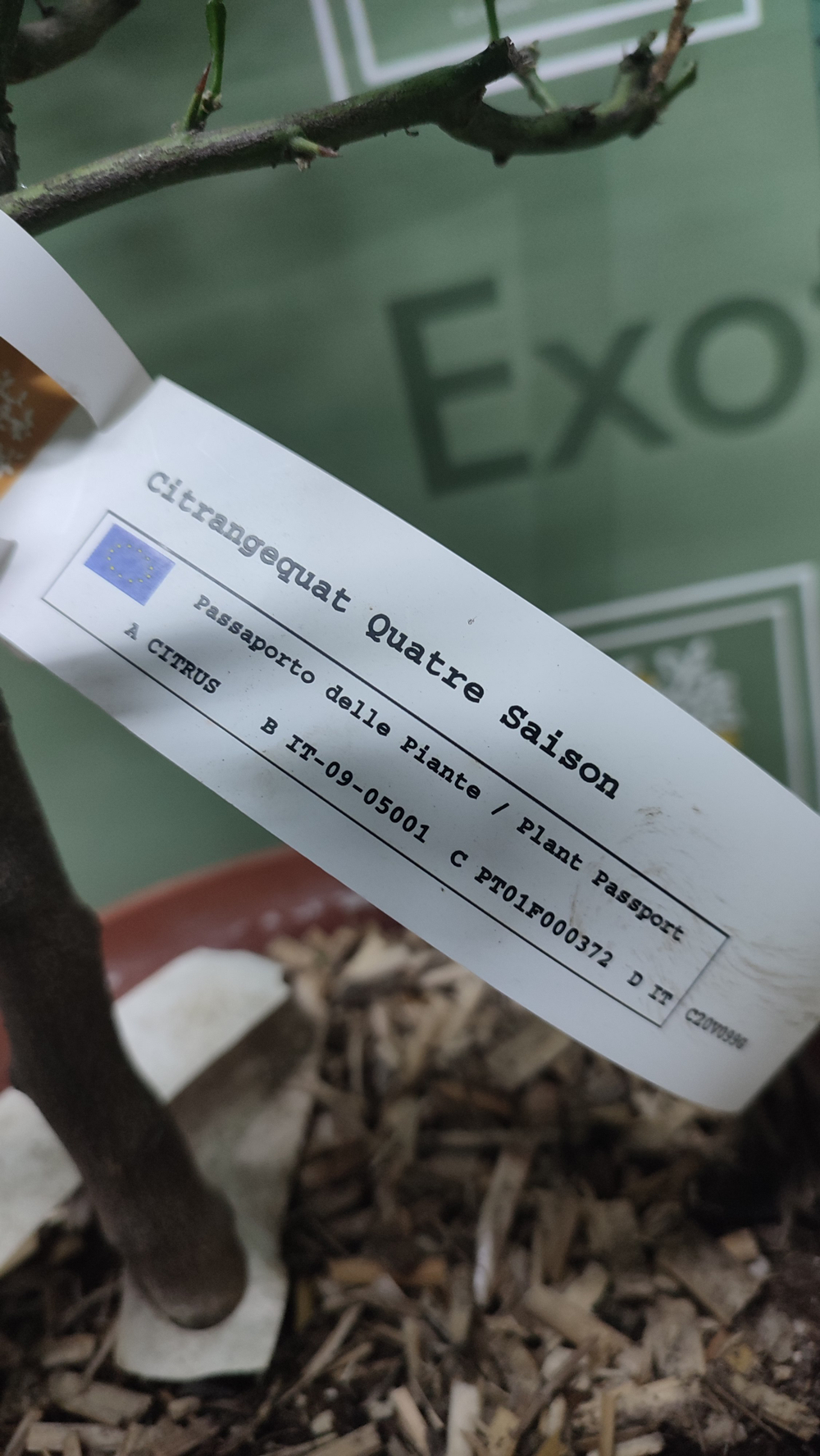Citrangequat ‘Quatre Saisons’