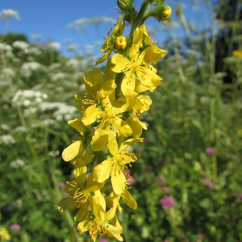 Репешок обыкновенный