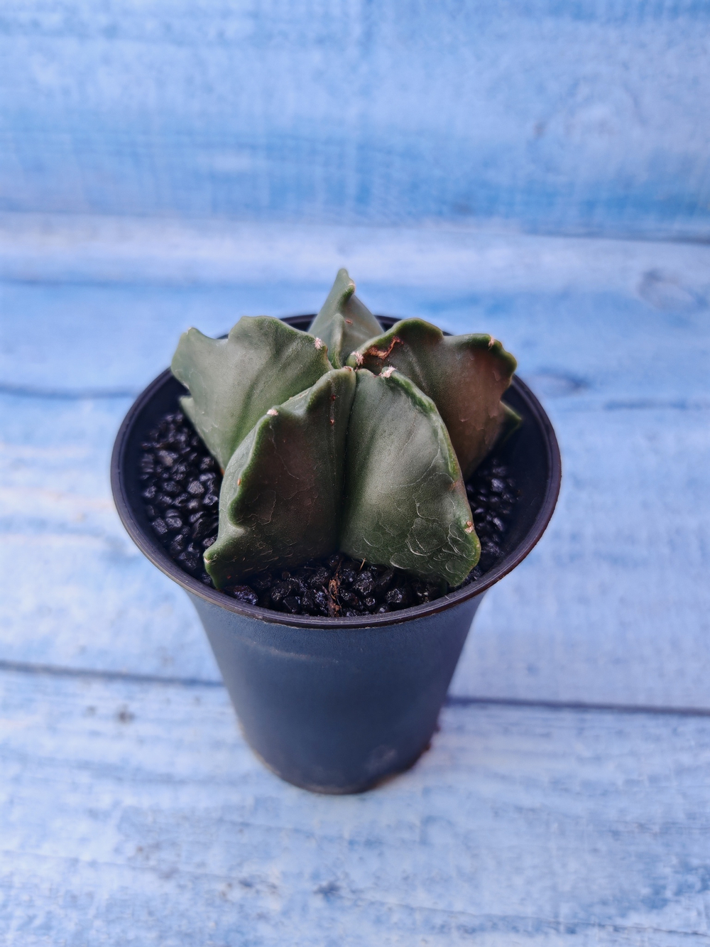 Astrophytum Myriostigma monstrosa (Астрофитум)