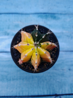 Gymnocalycium Variegata (Гимнокалициум Вариегатный)