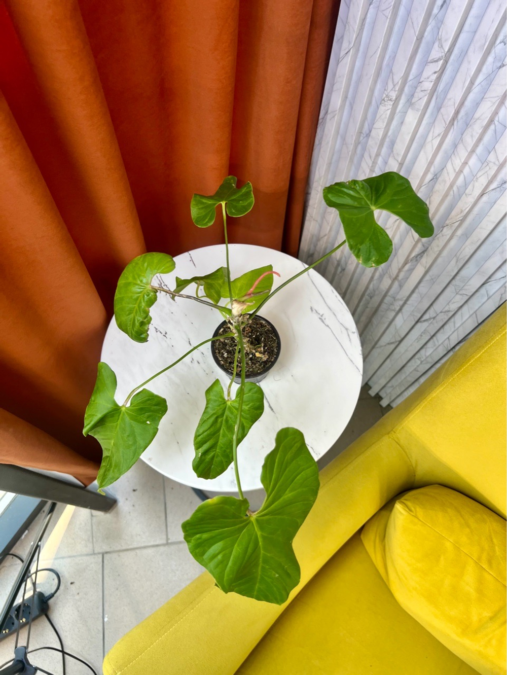 Антуриум Балалоанум, D10см H25см, 1шт, Urban Jungle