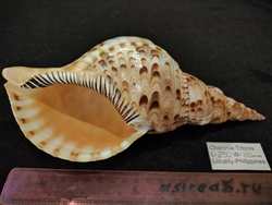 Харония Тритонис 250--390 мм