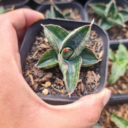 Сансевиерия MACHO