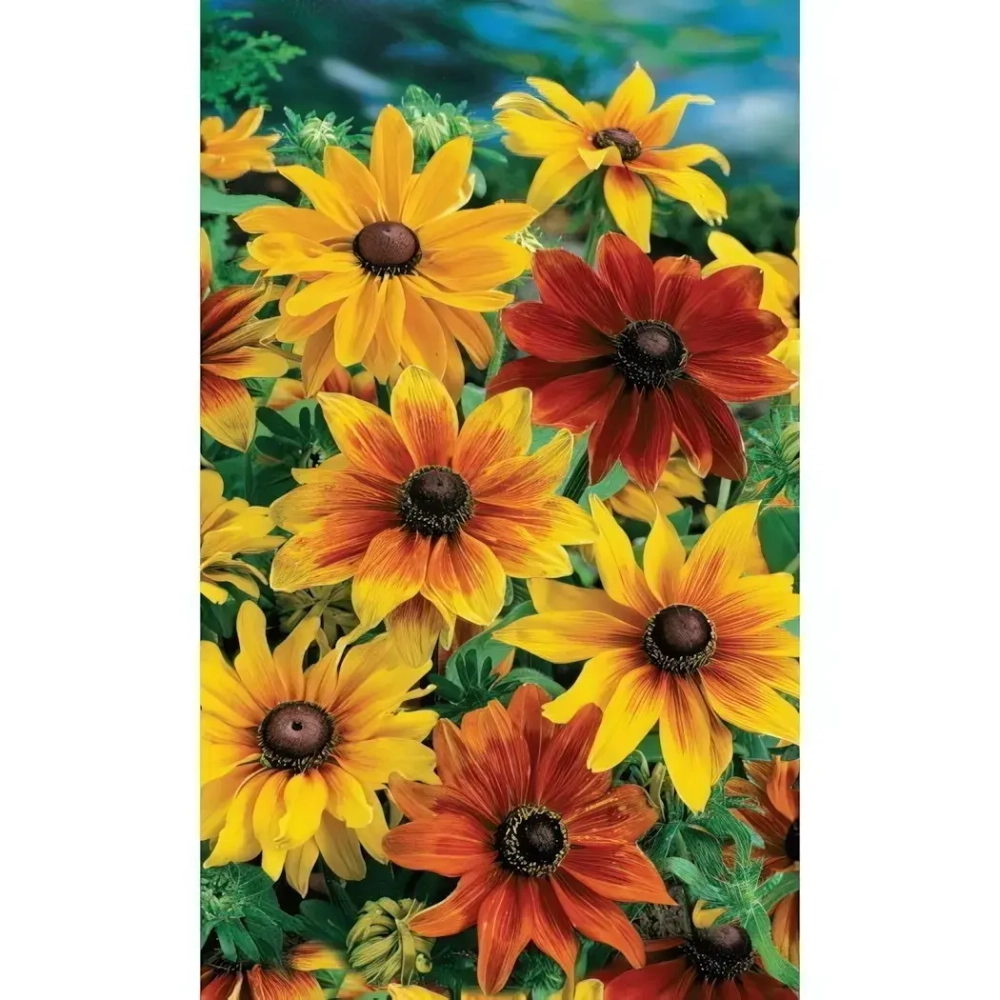 Семена Рудбекия хирта Глориоза Дейзи 0,1гр (УД) Е/П