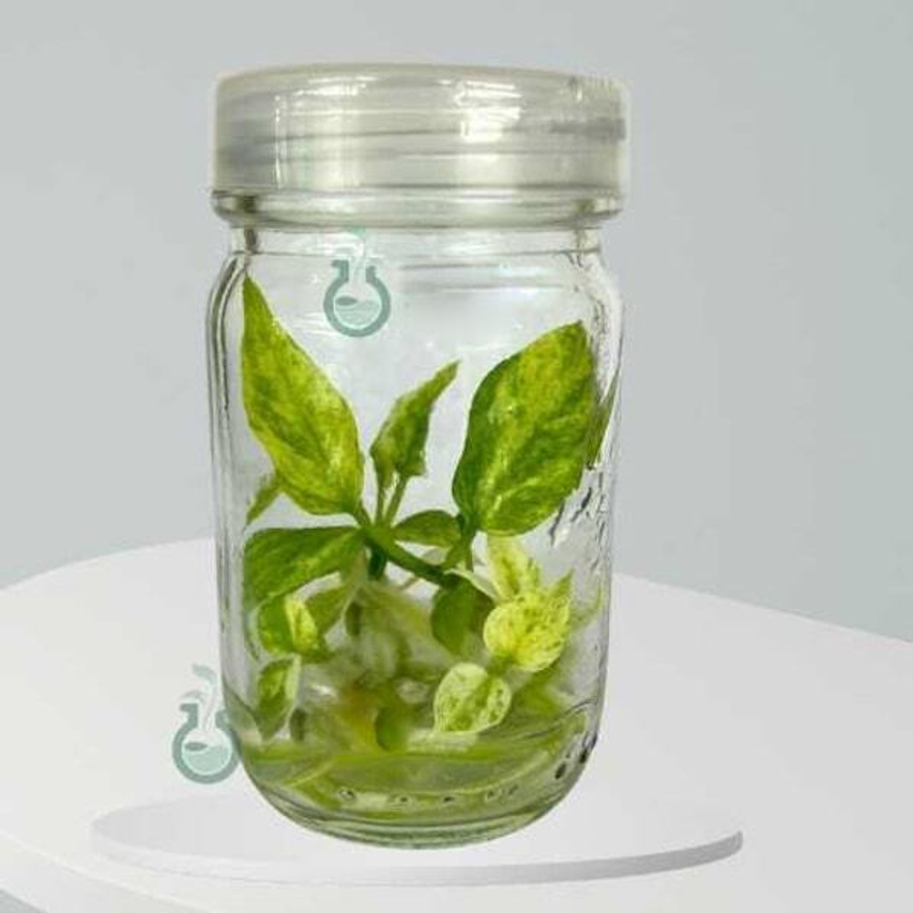 Антуриум Vittarifolium Var. клон