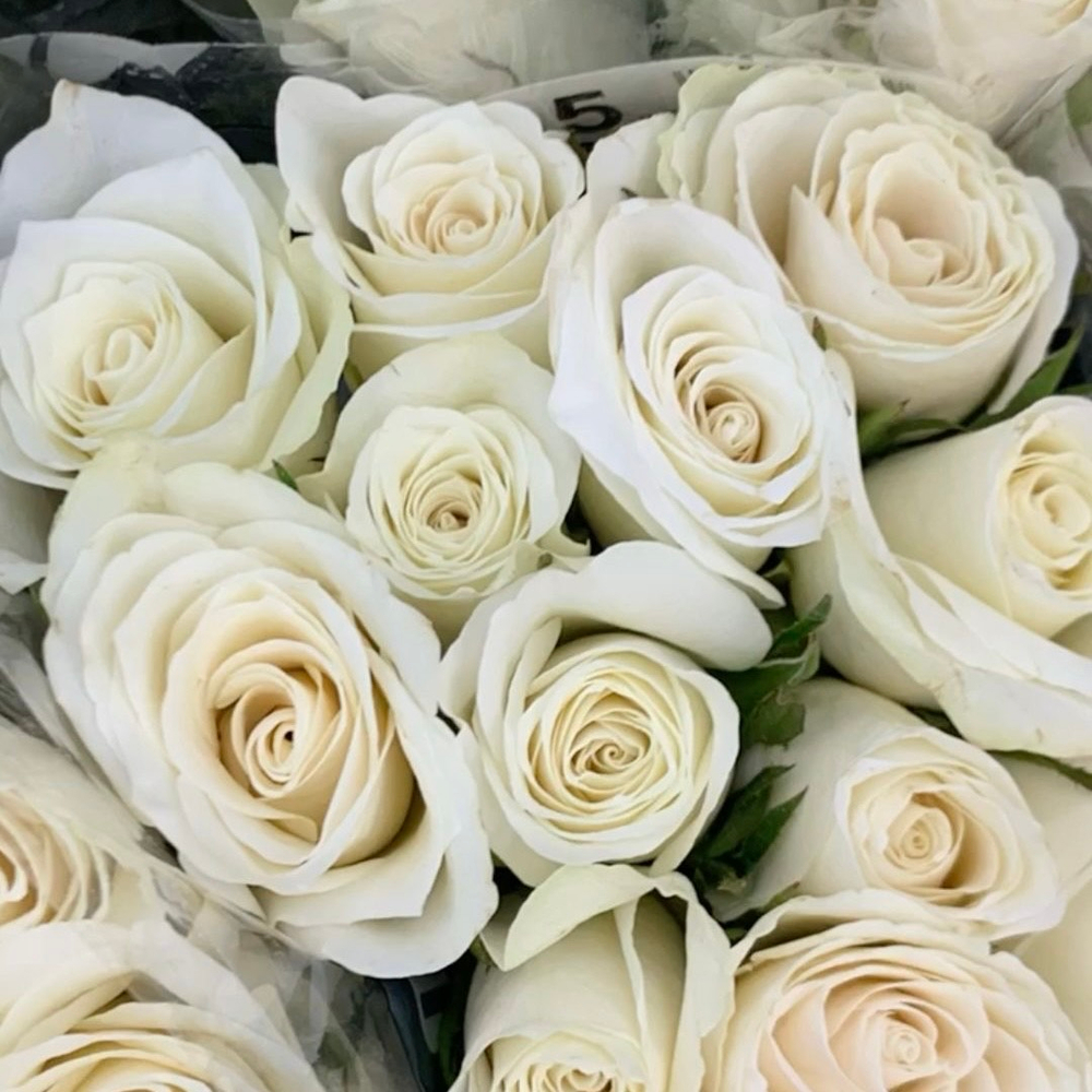 Роза Кения 50см