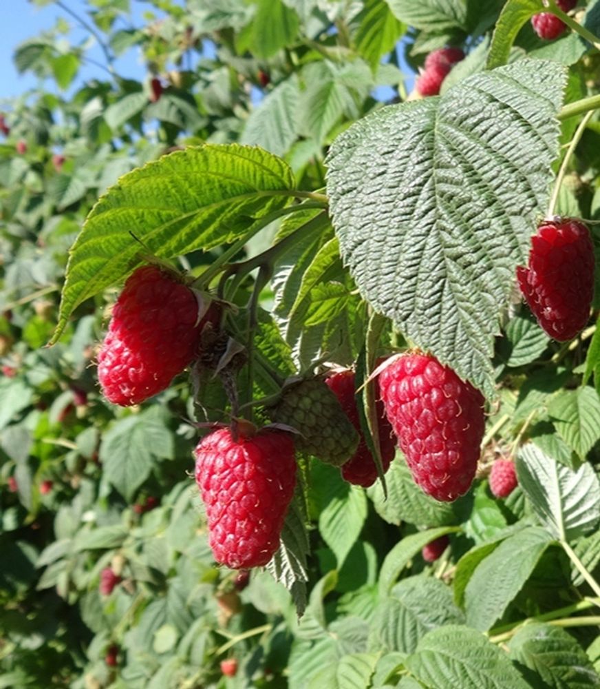 Малина крупноплодная Каскад Харвест