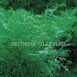 Укроп Гладиатор 1000 (грамм)