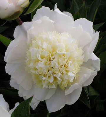 Пион Чарлиз Уайт