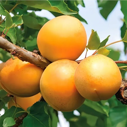 Абрикос среднеспелый Кичигинский