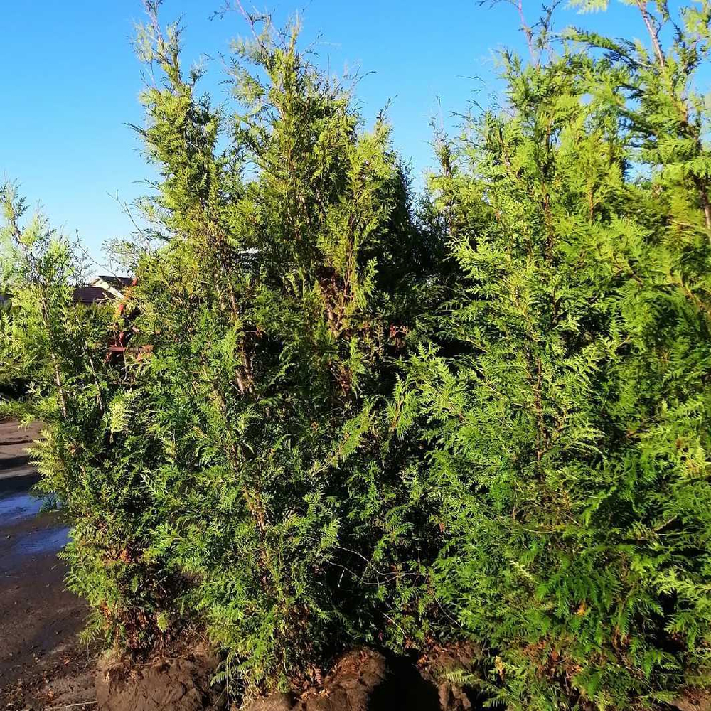 Туя западная Брабант (ком) 180-200