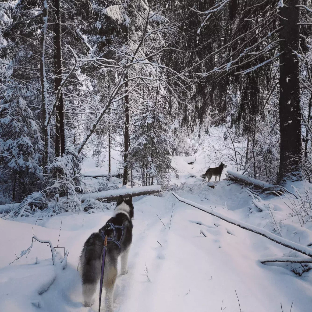 Шлейка ездовая серия Спорт White Wolf
