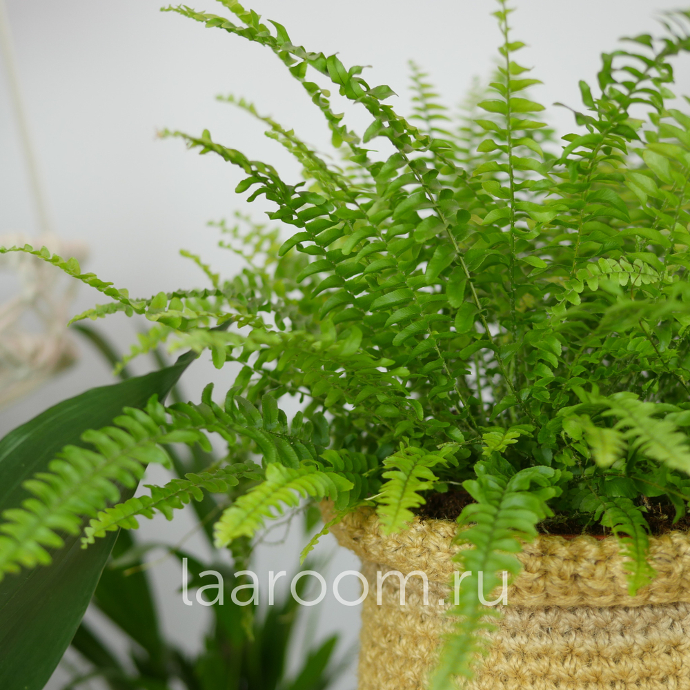 Нефролепсис Грин Леди 17/45