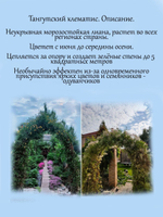 Тангутский клематис многолетняя лиана