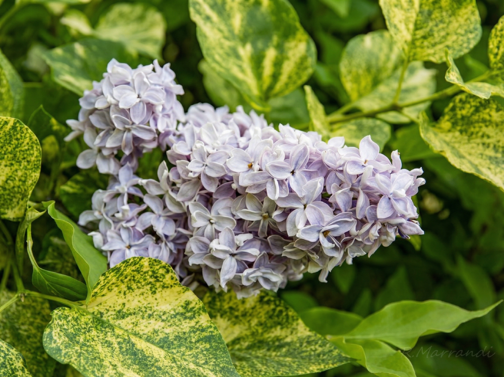 Сирень обыкновенная «Аукубофолия»