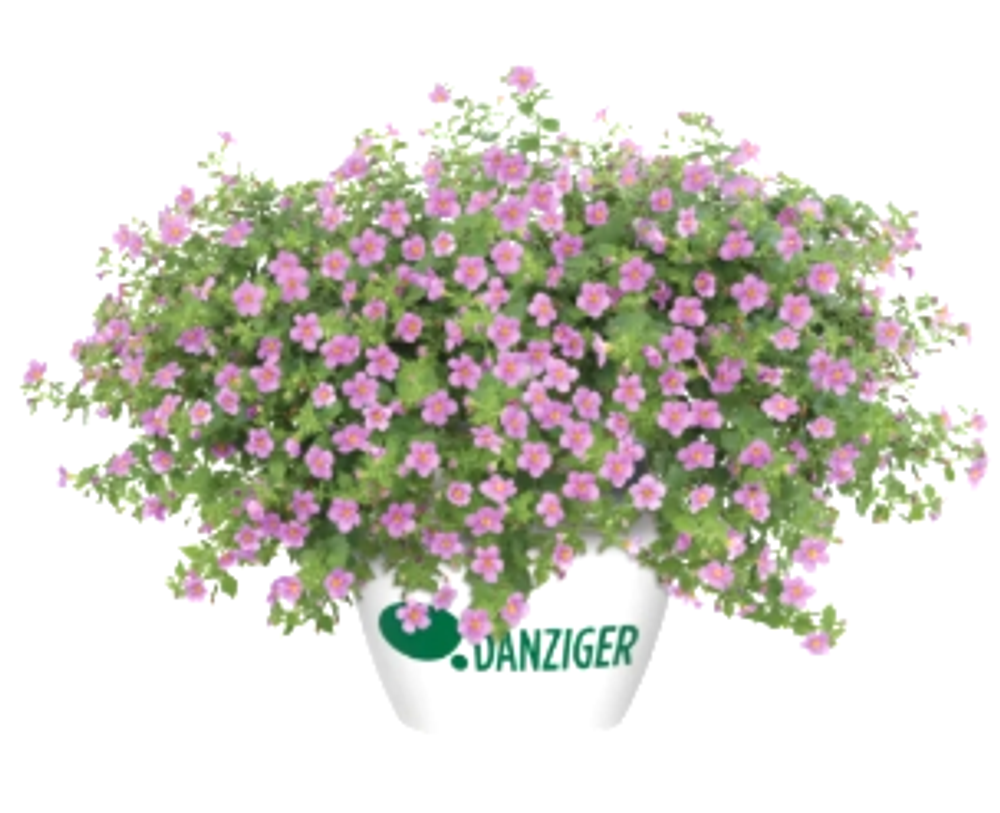 ЕВРО Бакопа (Scopia) Gulliver Pink укорененный ЕВРО черенок НАЧАЛО ЯНВАРЯ поставка 5