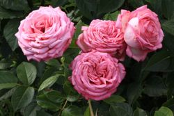 Веддинг Беллс (Wedding Bells)