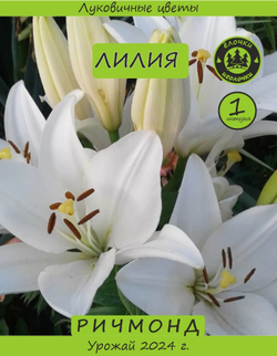 Лилия Луковица, Ричмонд, 1 шт