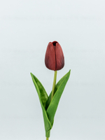 Тюльпан латекс