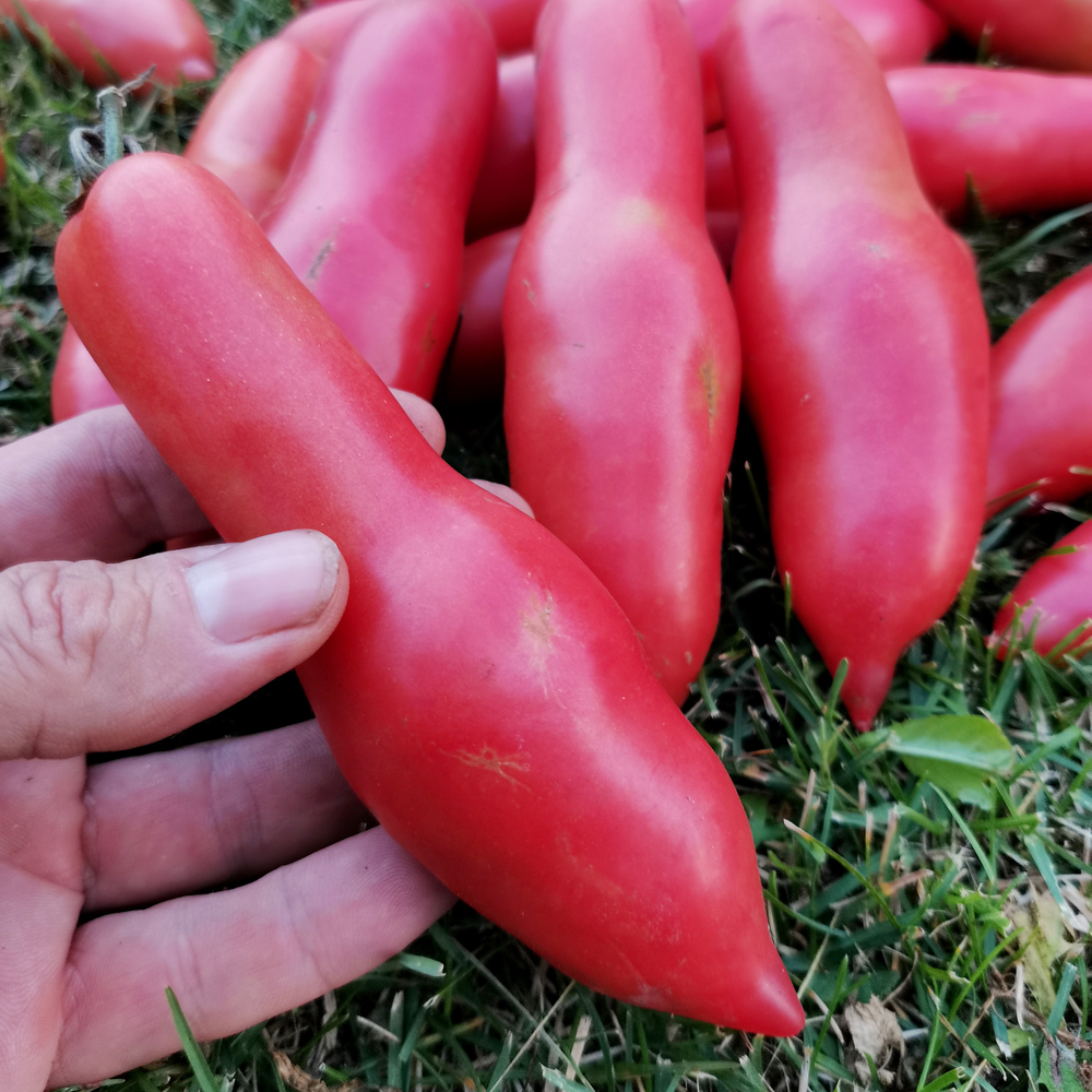 Помидоры Баба Яга - Baba Yaga Tomato