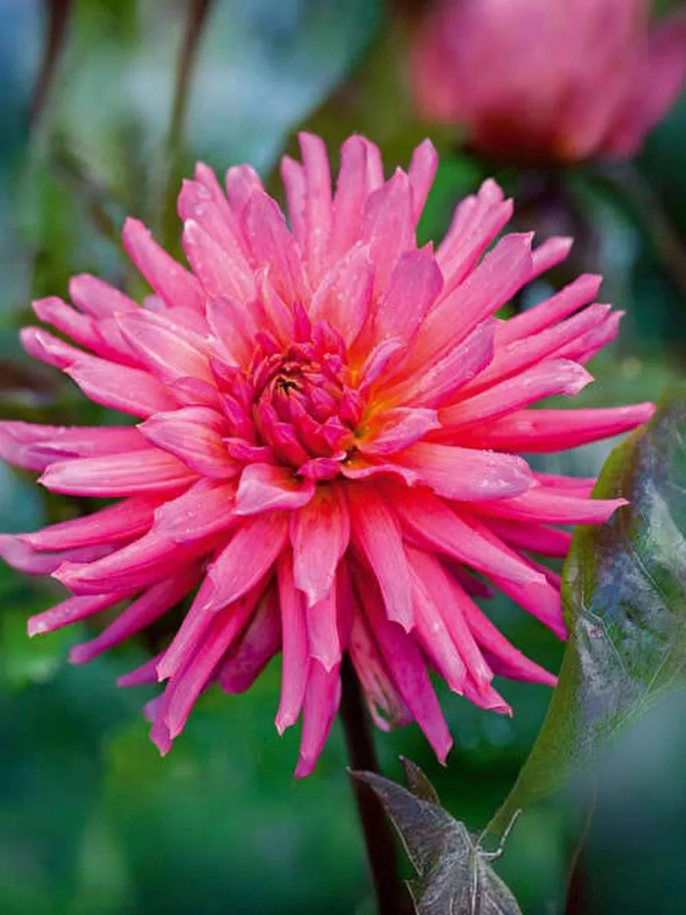 Георгин бордюрный Сити оф Лейден