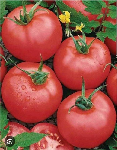 Томат розовый Макан F1 - Macan F1 1000шт