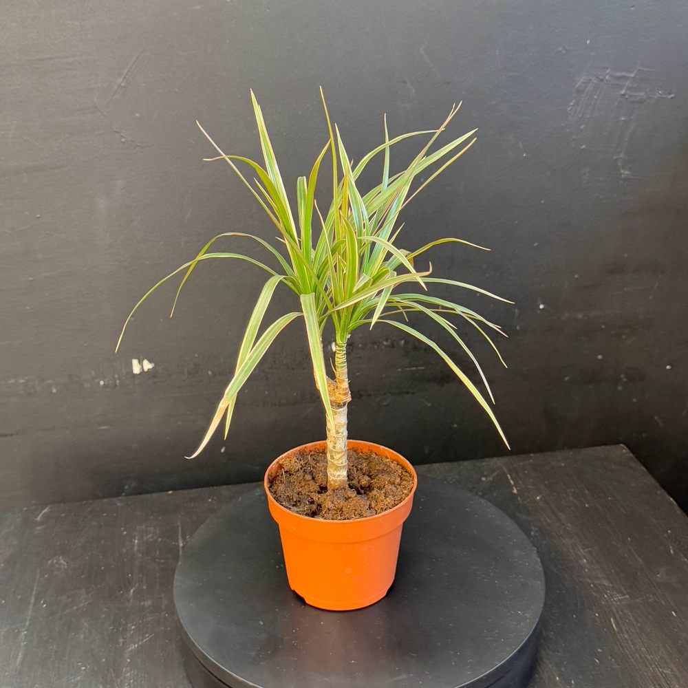 Драцена Маргината (Dracaena marginata) или Драконово дерево